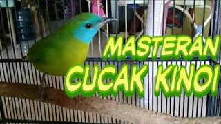 Suara burung cucak Kinoi betina gacor