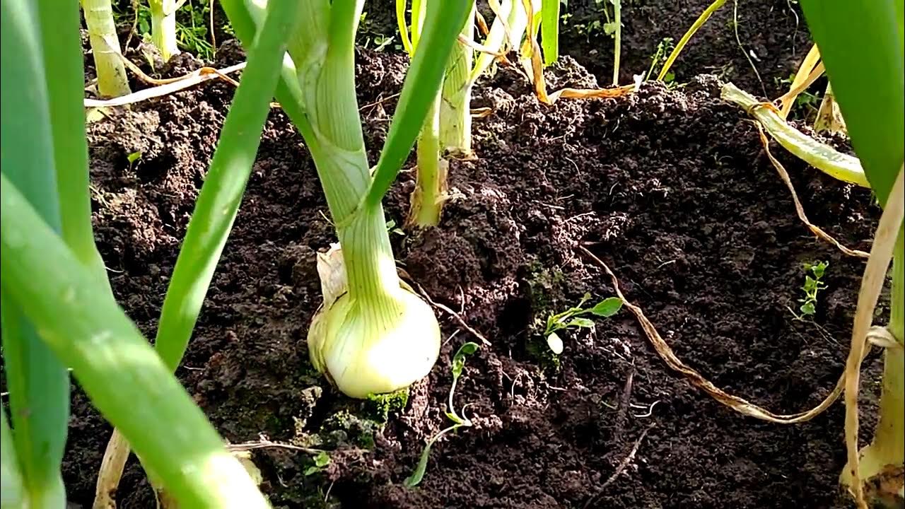 Удобрять луковой. Удобрять луковой. Удобрять луковой. Подкормить лук в июне. Лук порей на грядке.