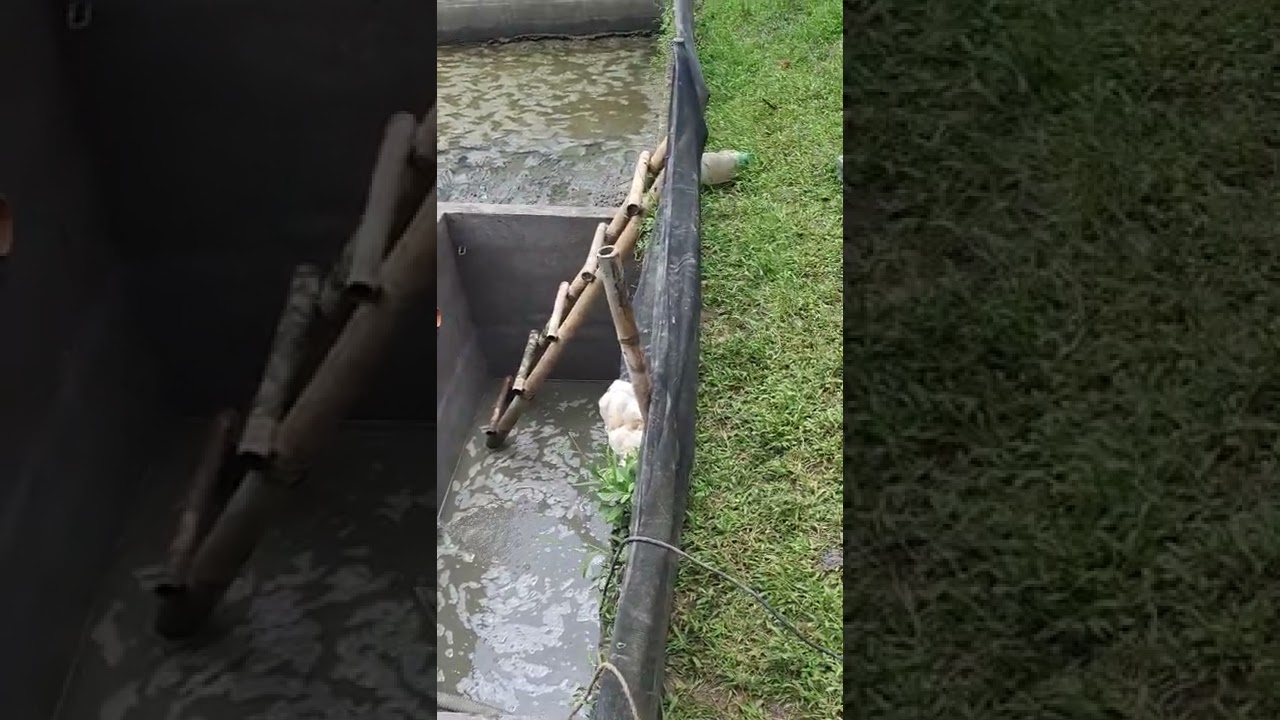 Harvesting Tank / Catch Basin for Catfish (Hito) Fingerlings