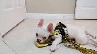 Off White Harness - Leather harness for your dog