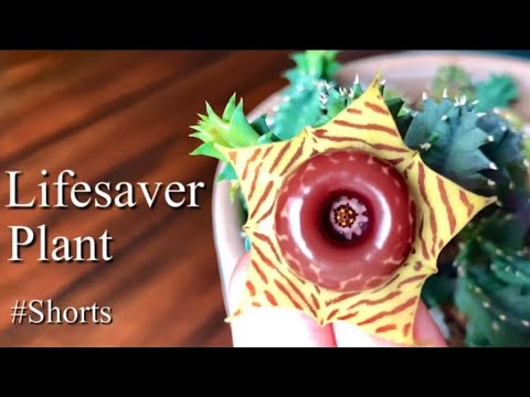 Бейне: Lifesaver кактус өсімдіктері - Huernia кактусын өсіру бойынша кеңестер