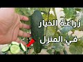 زراعة الخيار من البذور إلى الثمار