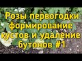 Чайногибридные Розы первогодки. Удаление бутонов , обрезка и формирование кустов. Ч#1