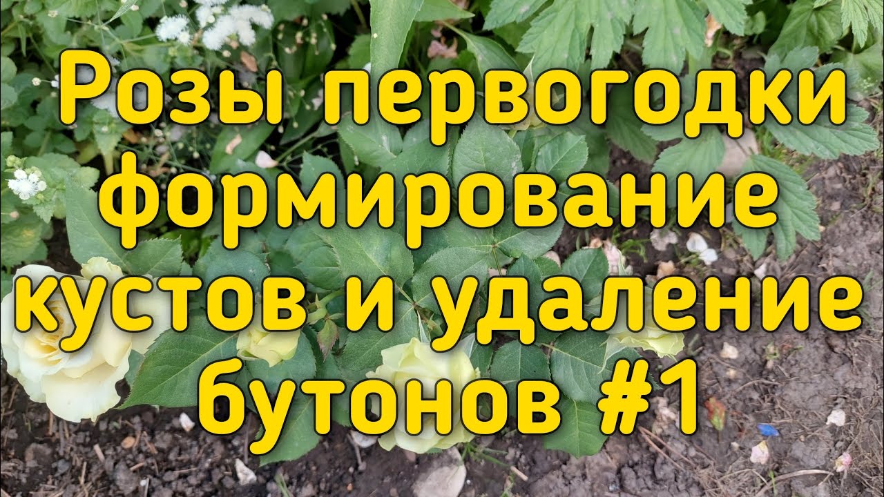 Чайногибридные Розы первогодки. Удаление бутонов , обрезка и ...