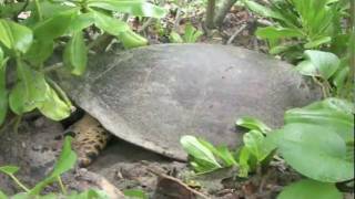 The Endangered Hawksbill Sea Turtle