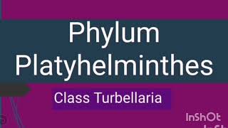 platyhelminthes ppt bemutató