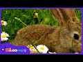 Little Bunny Foo Foo | Animal Songs for Preschool