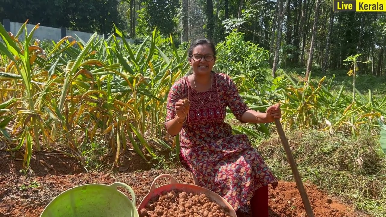 Национальный сбор куркки | Китайский сбор картофеля | Сбор урожая куркки