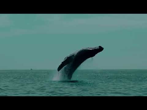 เหงา ตัว เท่า วาฬ(52Hz) - SixtyNineTrack69 Ft.LifeGuard (Official MV)