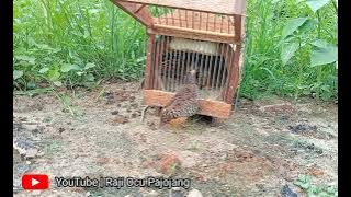 pertarungan seru,uji coba Pikatan baru Alhamdulillah membawah hasil.