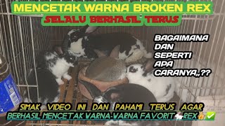 TIPS MENCETAK WARNA BROKEN PADA JENIS REX..SUDAH TERBUKTI@nataniternak8106