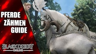 Black Desert Pferd Kaufen