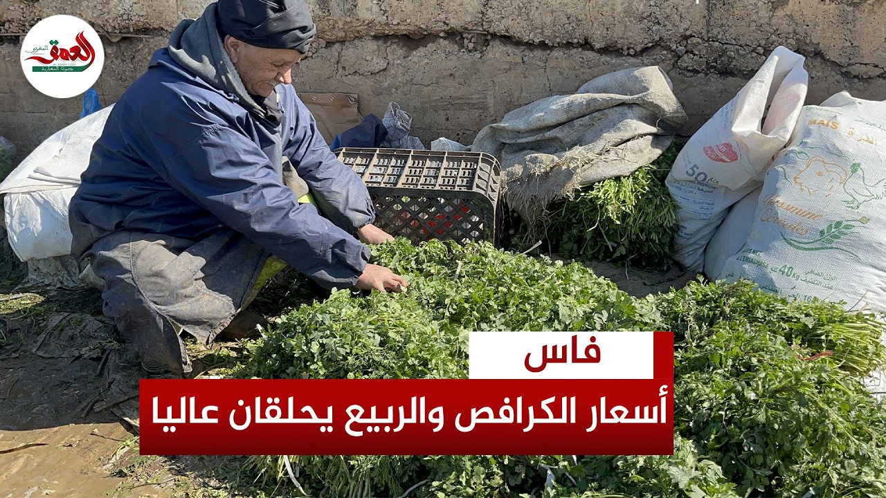 أسعار القزبور والمعدنوس والكرافس ترتفع بسوق الجملة بفاس والتجار: الفيضانات وراء تراجع الإنتاج