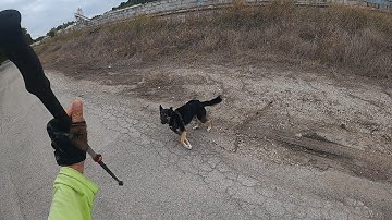 German Shepherd Dog Attack w/Amputee Cyclist Aaron Smith in Gainesville, TX/Railroad Ave. 10/11/2023