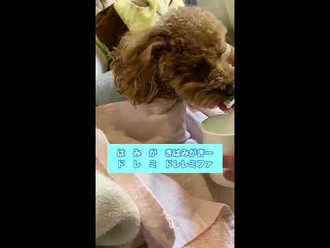 はみがきのうた🎶替え歌バージョン🎵byティムママ