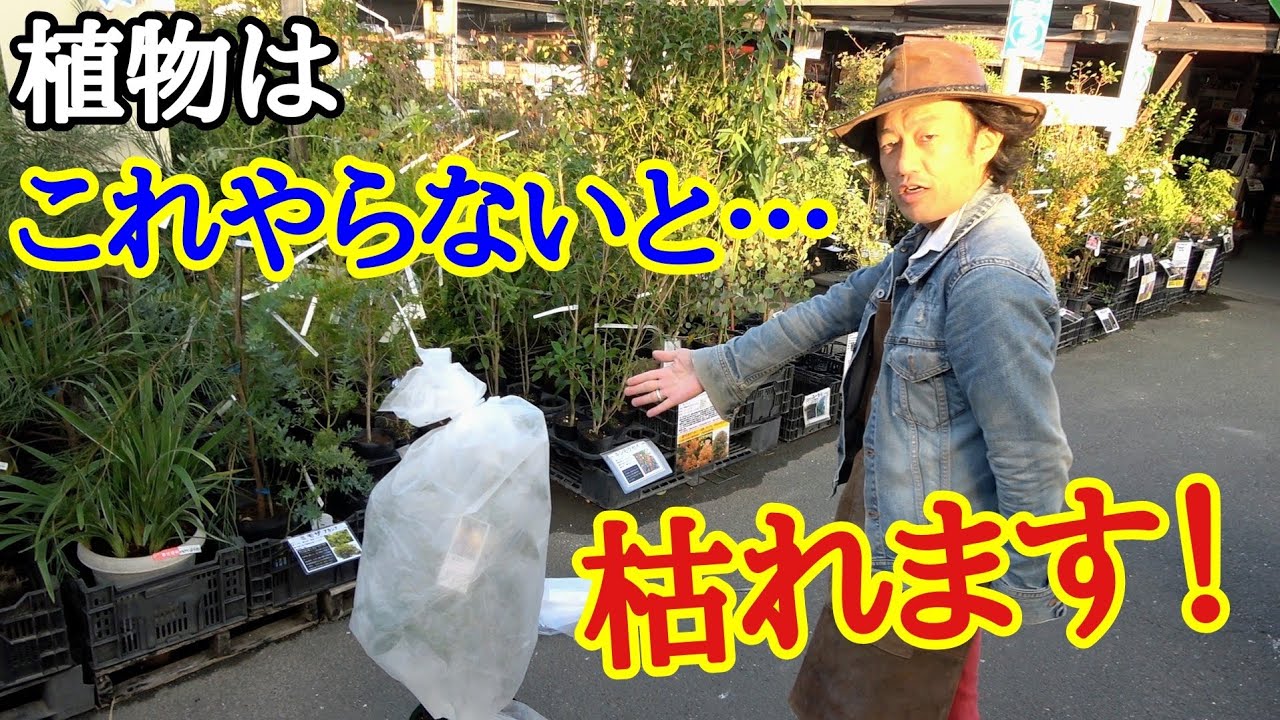 植物を寒さで枯らさない 園芸店長が植物の防寒対策を教えます 寒さで枯れてしまう前に必ず見てください ガーデニング初心者の方必見です 簡単おすすめアイテムの紹介もします Youtube