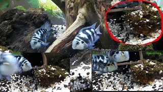Convict cichlids breeding Eggs hatching and taking care of the new born fry