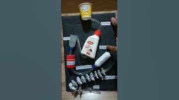 Digestive system working model science project