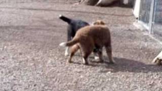 Lenny and Frisco for adoption.MOV