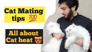 Cat Mating tips | When do Cat go in heat  | When cat ready for mating | cat heat sign | urdu / hindi