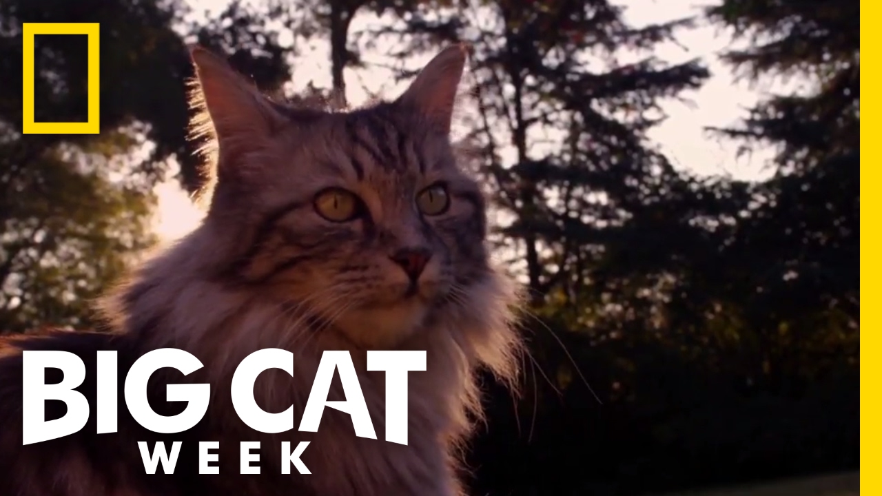 How Are Big Cats And Little Cats Similar? | Big Cat Week