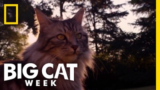 How Are Big Cats and Little Cats Similar? | Big Cat Week