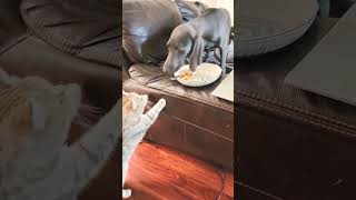 Don't Leave Your Food Unattended If You Have a Weimaraner!