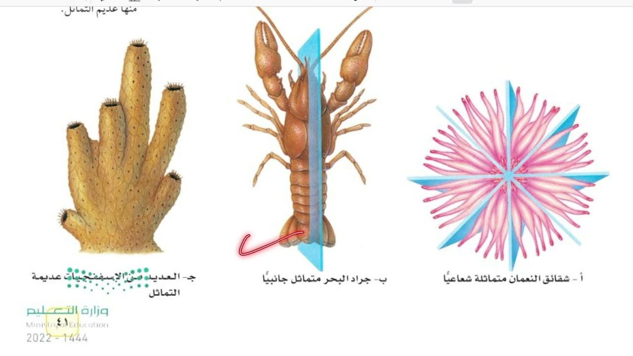 الاسفنجيات واللاسعات والديدان المفلطحة والديدان الأسطوانية علوم أول متوسط الجزء الأول