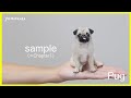 パグ　Chapter 1/骨組み・ベース【sample】