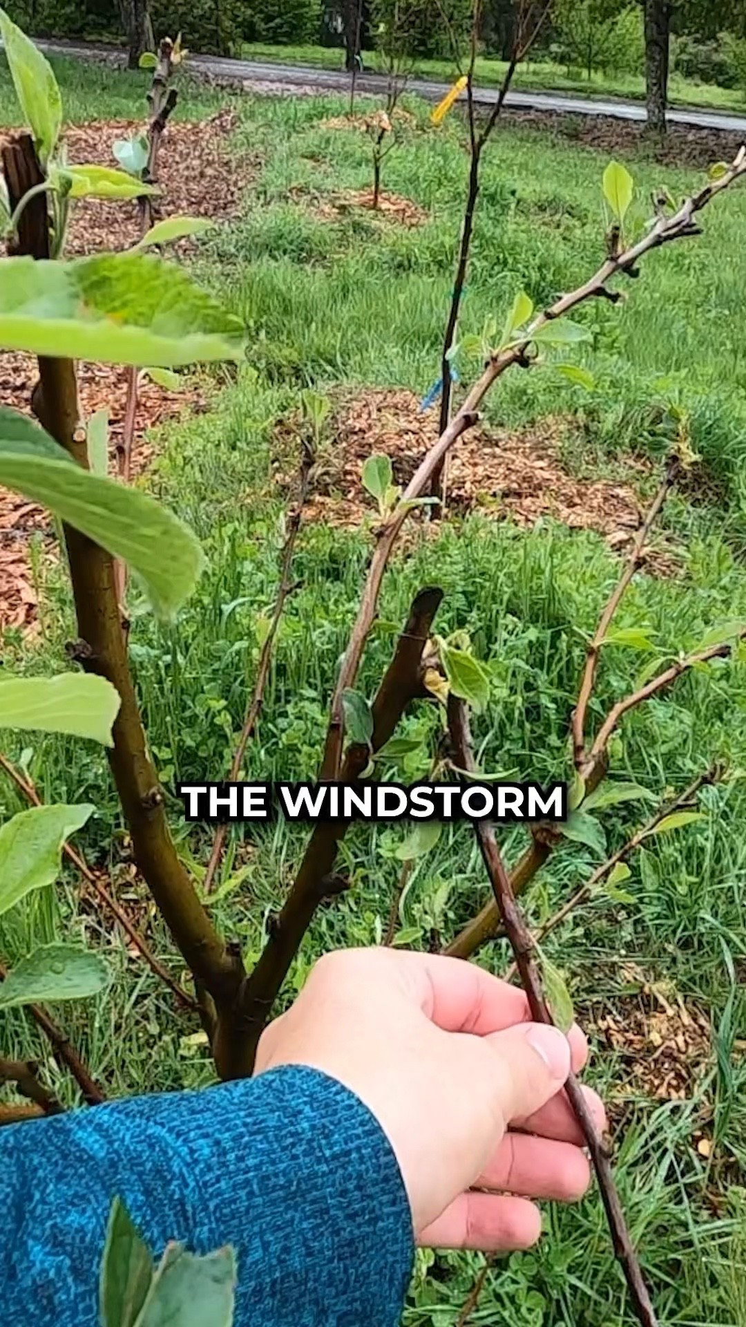 What’s Breaking These Fruit Tree Branches?! #gardening #farmstead #permaculture