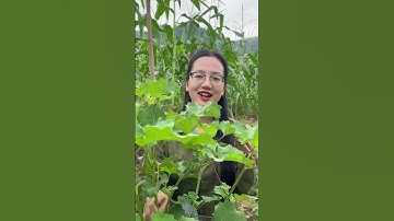 cây bồ công  anh cây thuốc  quý