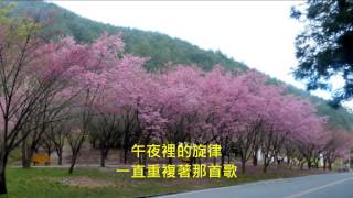 明天你是否依然愛我-蔡琴 。 武陵櫻 Cherry Blossom, Taiwan