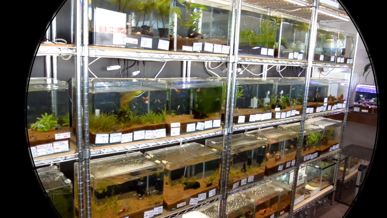 【ブルカミア】 熱帯魚ショップへ 潜入した！ 【アクアリウム】 YouTube