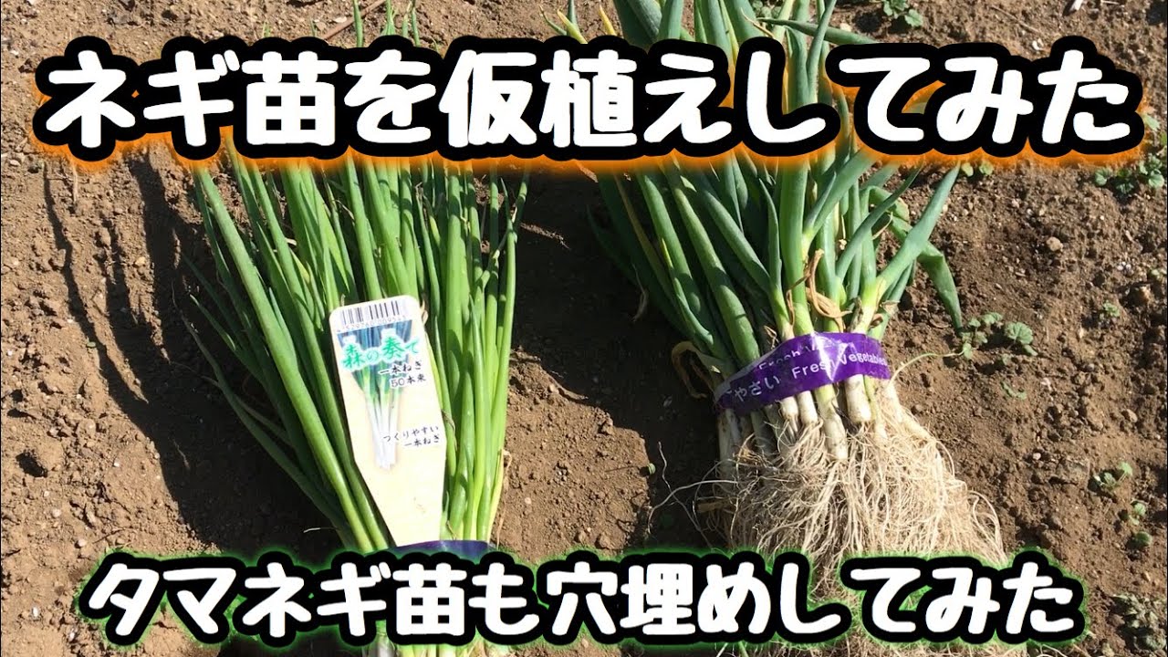 ネギ苗森の奏での仮植え2020とタマネギ欠損のところに今更植えてみた
