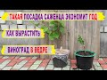 🍇 Как получить УРОЖАЙ ВИНОГРАДА на год раньше. Как посадить и вырастить саженец в ведре.