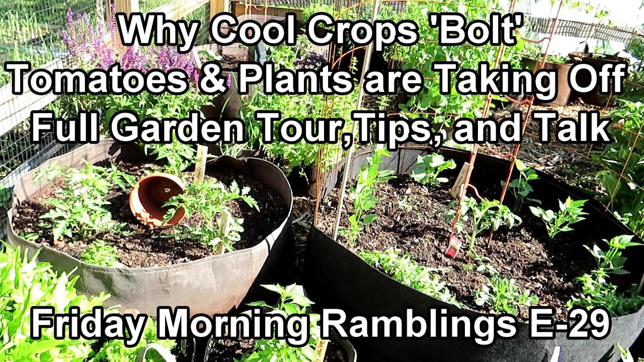 Why Crops Bolt, Squash & Tomato Plant Growth & Tips, Mature Vegetables: My FM Garden Ramblings  E-29