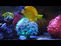 relaxing music - seawater fish tank-  samsung nx500 and isco ultra HD plus 70mm movie projector lens