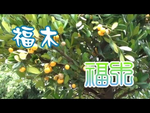 台灣. 中國藥用植物學會 介紹常見觀賞植物及民間常用青草藥 福木 別名 菲島福木、福樹、楠仔、穗花山竹子、金錢樹