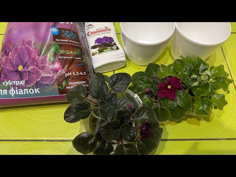 Мені подарували фіалки підготовка до посадки фіалок Viola Violet Plants Flowers