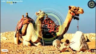 @horus_^^ Magic Of Arabia - Giulio Cercato Music Electronic Ambient BassBoosted Musica Electronica