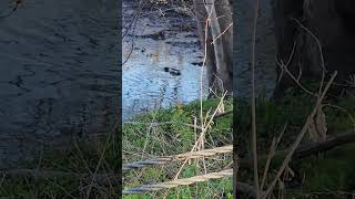Daily Duck on April 27, 2026 in Oneonta,NY West End fishing access site