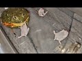 Hamster population control   warning pixie frog live feeding