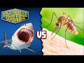 Ultimate Fighting Words Quiz