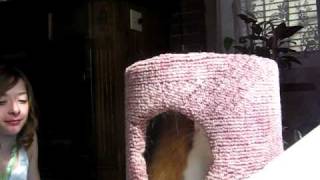 spaz cat 2