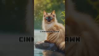 Balinese Cat | Zooverse Odyssey | Cat Breeds