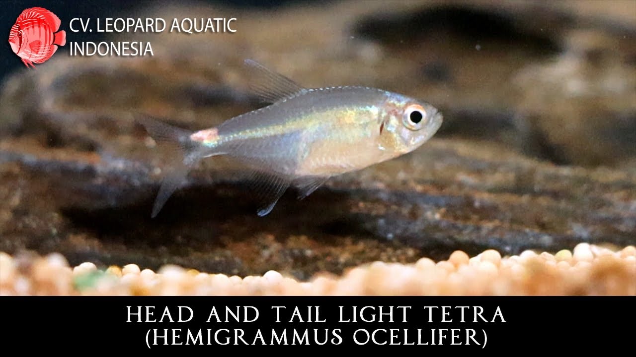 Head And Tail Light Tetra