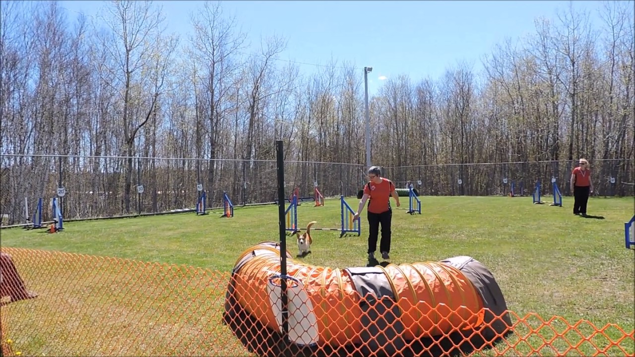 Soleil Cardigan Agility Debut YouTube