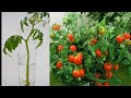 How To grow Tomaato Plant In Water ( Garden and Home )