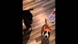 Noble Lady Lily Highway Chile And Demi Springs Fairy Blossomstaff