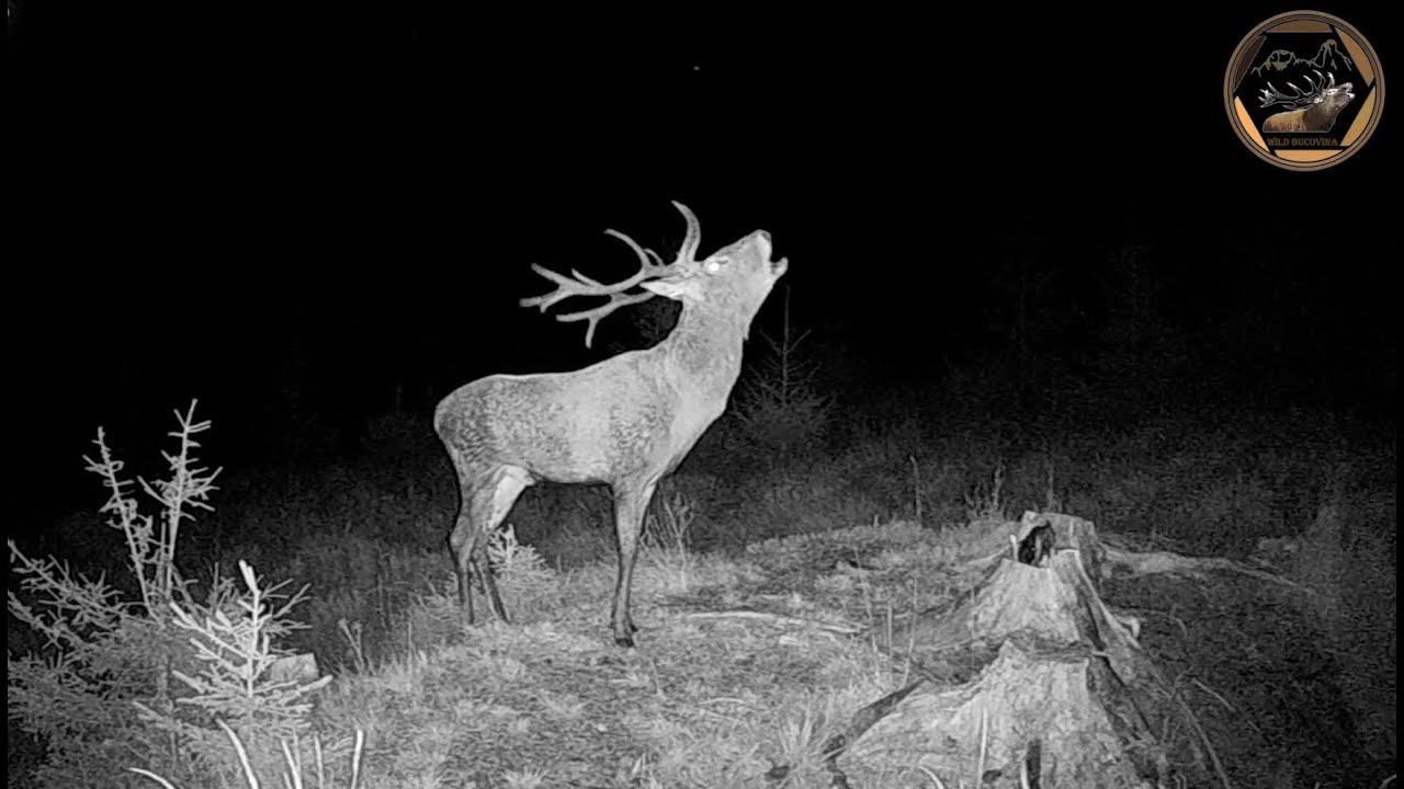 Glasul cerbilor Carpatini / The voice of the carpathians stags.